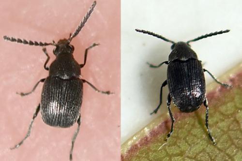 Bruchidius foveolatus